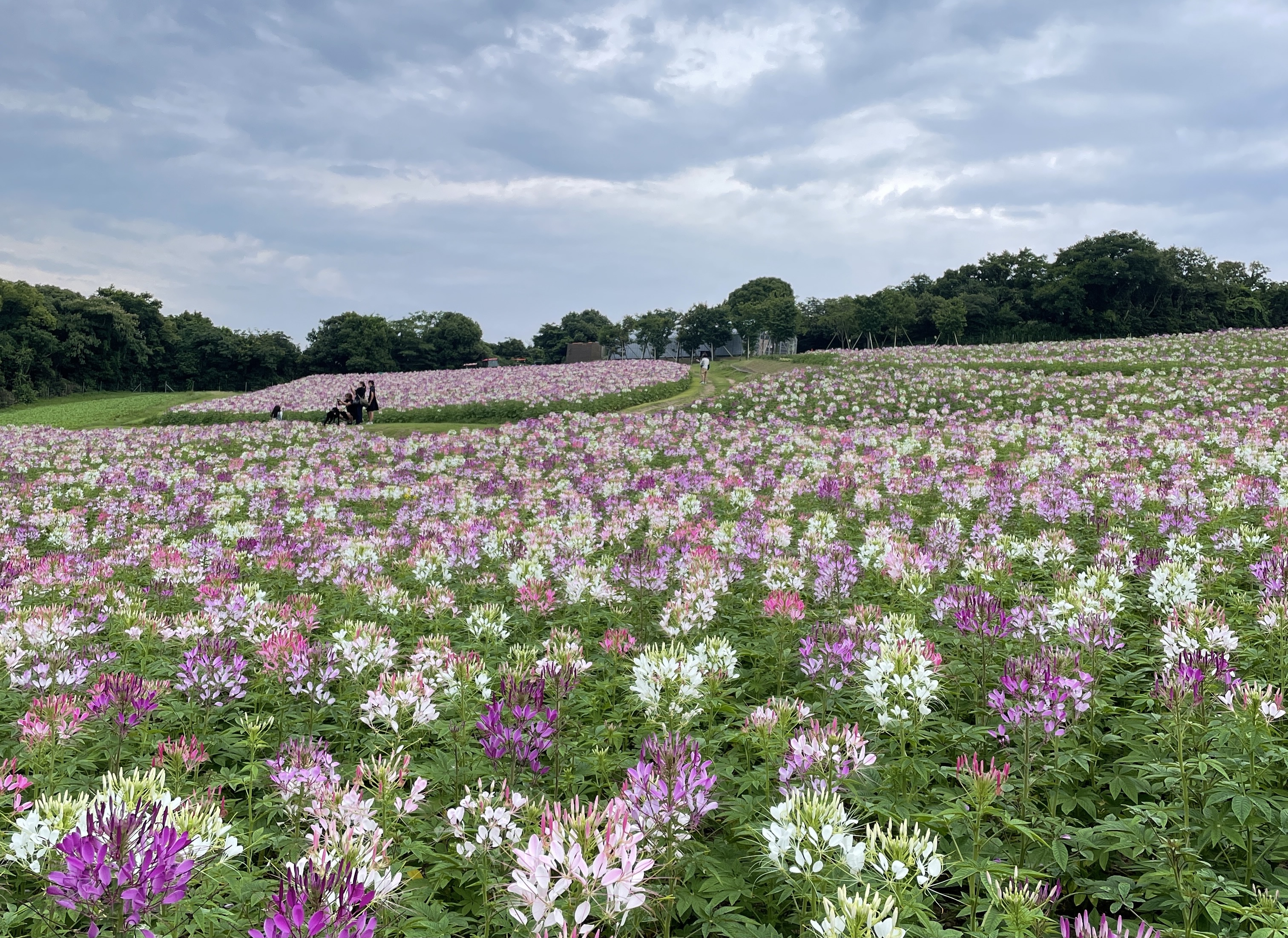 Twitter 上的 淡路市役所 風を浴びながら夏の花を楽しんで あわじ花さじきでは ふれあいの花園エリアで約18万本のクレメオが見頃を迎えています 花畑の向こう一面に海の景色が広がり まるで海外旅行に来たような気分に サルビアも生育中で 赤いソバやひまわり