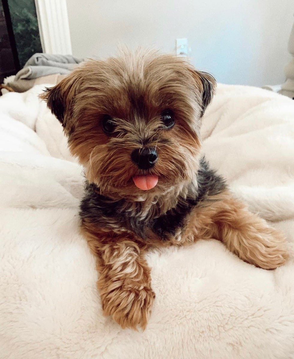 woofwelldogs's tweet photo. Almost time for the firework show, don't forget about your pups that dislike loud noises. With Calming supplements just for your Yorkie, they can enjoy the show too. ๐ฝ๐ฅ๐ฆ
https://t.co/tPWpnd7WAU
#yorkie #WoofWelldogs #4thofJuly
๐ท By: Tye G Insta: @lilharleyy https://t.co/0w8NvuebGh
