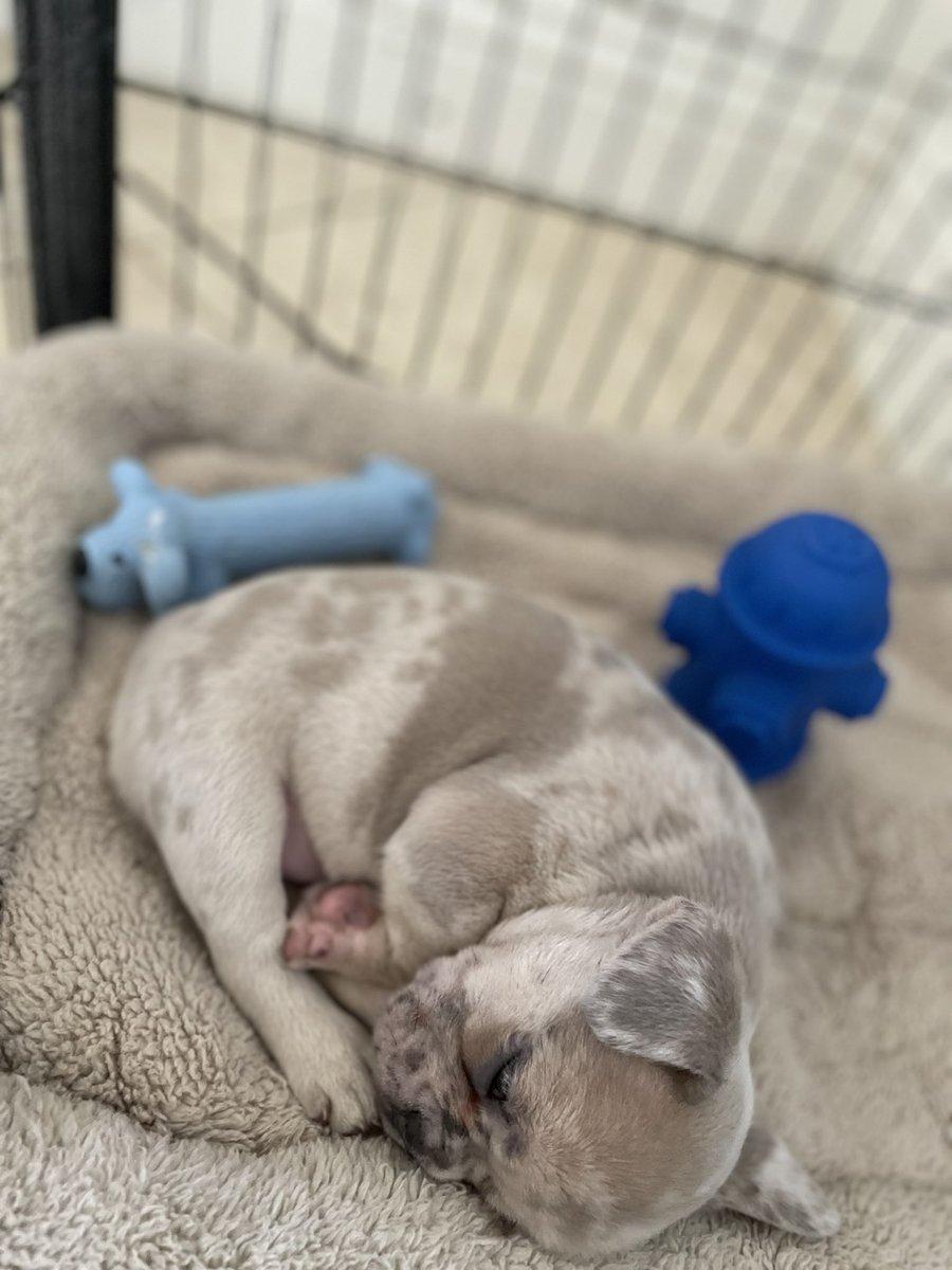 818juelz's tweet photo. Meet my son Santana 💙 💙 #puppie #frenchie #frenchiepuppy #frenchielove #studfrenchie #santanathefrenchie #ffbc #flyguy #watchmegrowup #greatestfrenchie #love #dogoftheday #doglife https://t.co/rvHoJse39l