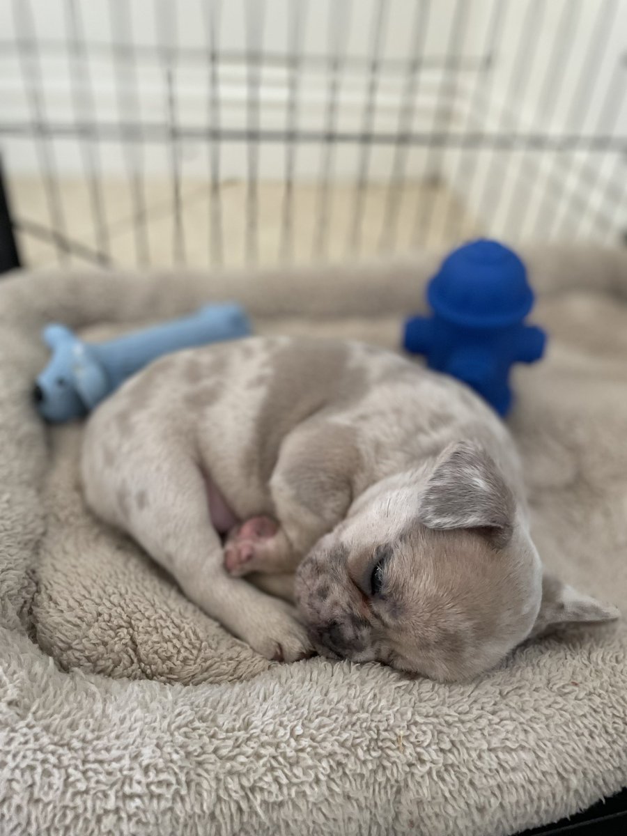 818juelz's tweet photo. Meet my son Santana 💙 💙 #puppie #frenchie #frenchiepuppy #frenchielove #studfrenchie #santanathefrenchie #ffbc #flyguy #watchmegrowup #greatestfrenchie #love #dogoftheday #doglife https://t.co/rvHoJse39l