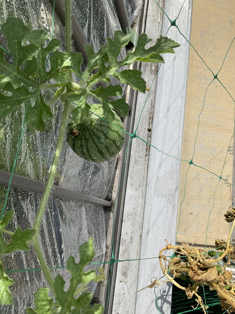 西豊田学区地域支え合い体制づくり実行委員会 心配というか もう諦めているのがミニカボチャ 小さな実はまだ色はよいですが 葉っぱ がご覧の通りほぼ枯れてしまいました 親ヅルを間違って切ってしまし 残っているのはこの子ヅルのみなのに 一方小玉