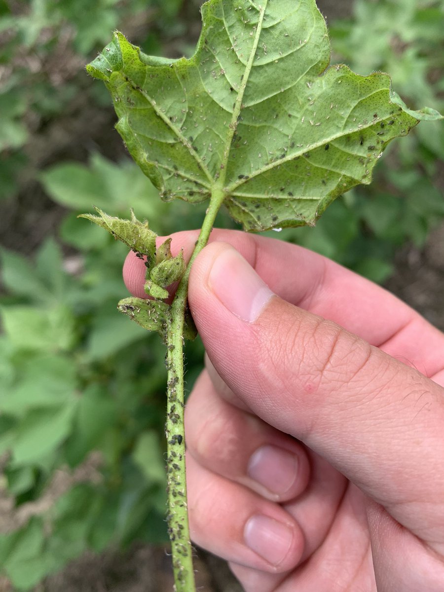 Somebody let the beneficials know their all you can eat aphid buffet is ready.