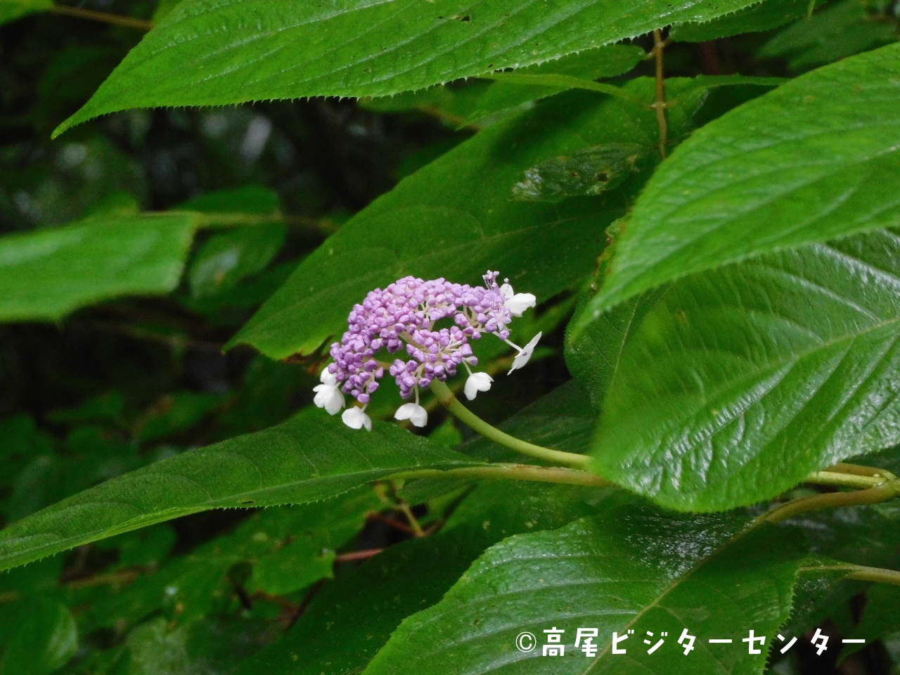 高尾ビジターセンター 公式 天気 雨 気温 17 5 富士山展望 朝からシトシトと雨が降る高尾山です 雨水でしっとりと濡れるアジサイがとても綺麗です タマアジサイも開花していました 雨でも花たちが目を楽しませてくれます 高尾山ビジター