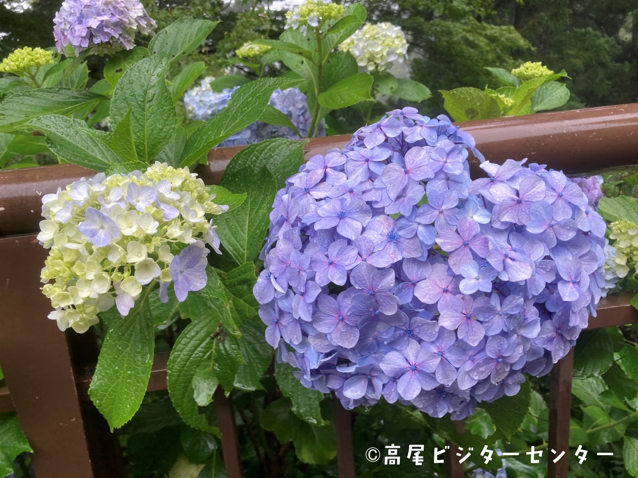高尾ビジターセンター 公式 天気 雨 気温 17 5 富士山展望 朝からシトシトと雨が降る高尾山です 雨水でしっとりと濡れるアジサイがとても綺麗です タマアジサイも開花していました 雨でも花たちが目を楽しませてくれます 高尾山ビジター