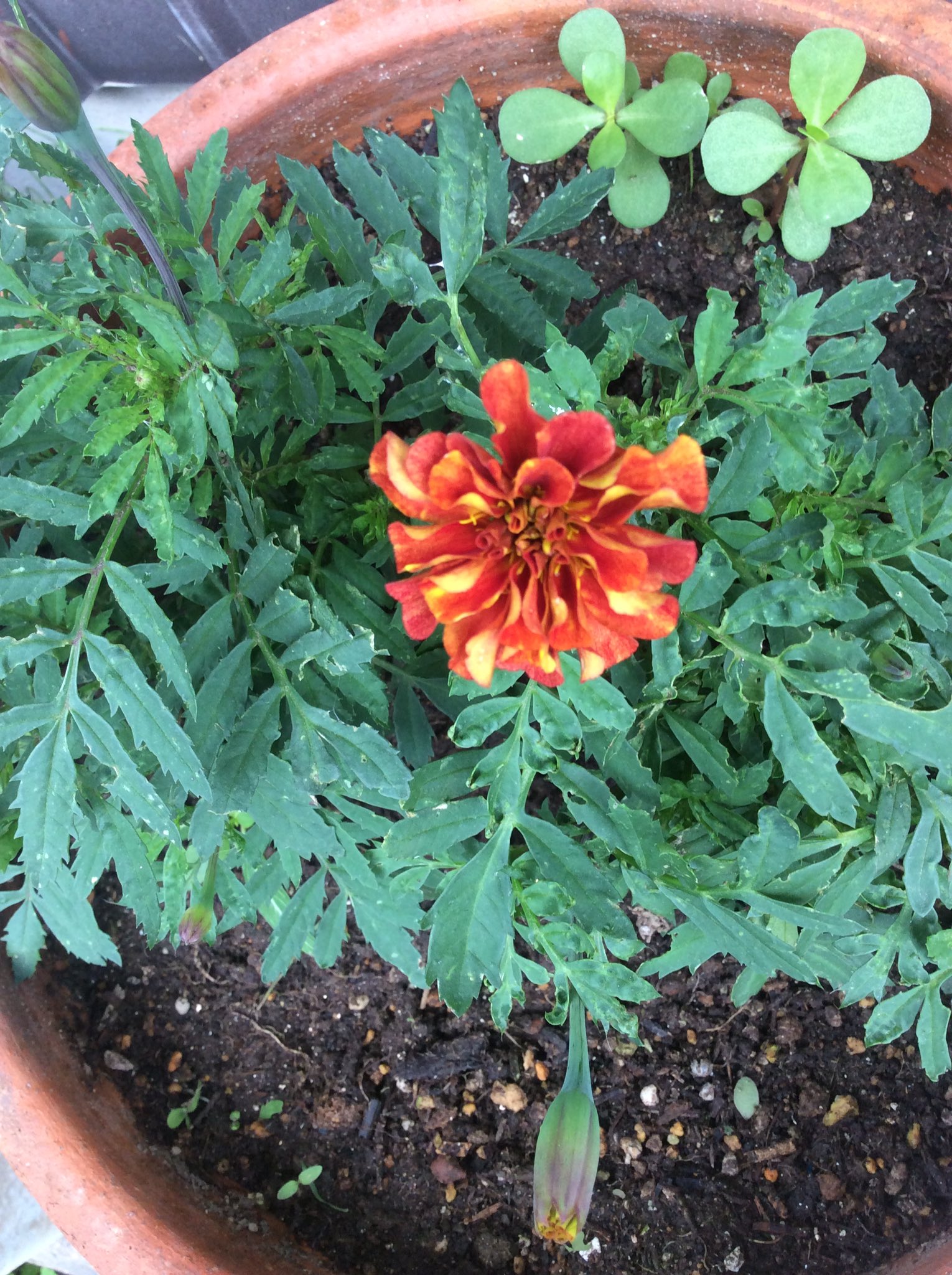 ☆直接受け取り限定☆グレビレアストロベリーブロンド