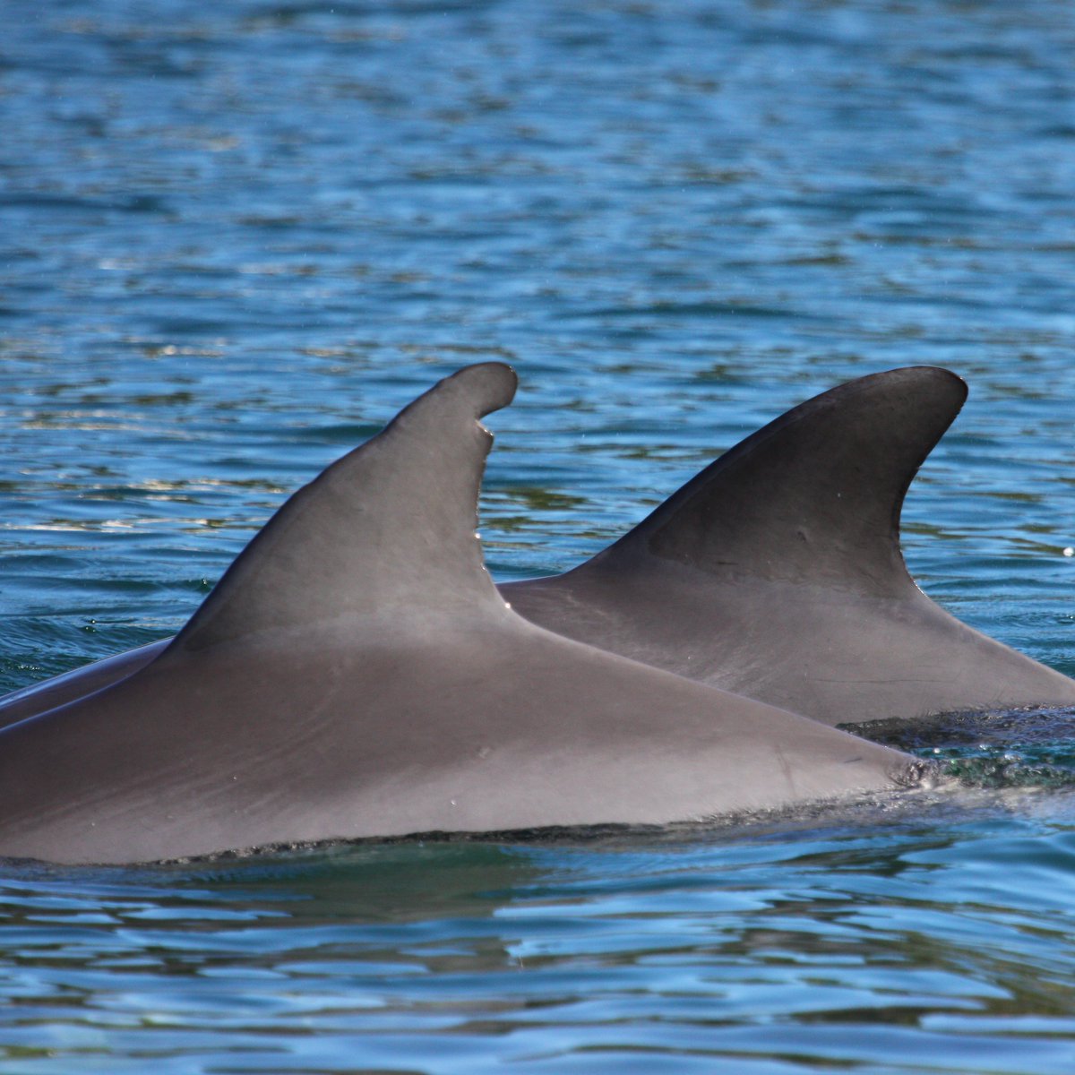 cedpperth's tweet photo. Sixteen of our resident dolphins (out of 21) were observed on our first winter survey, including Akuna who lost her three-month-old calf just last month from fishing line and crab pot rope entanglements. 
#Harrybutlerinstitute @MurdochUni @RiverGuardians  #winter2021 #dolphins https://t.co/Z7TuvrAB1z