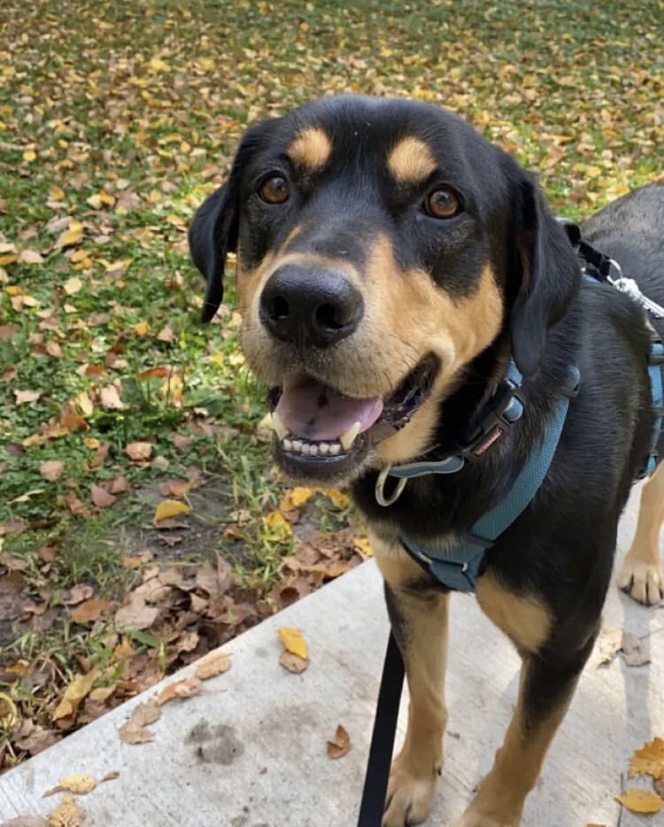 kate_sauder's tweet photo. @deep_dab this thread 😍 here’s my Rottweiler mix Rambo https://t.co/sLTinerJHT