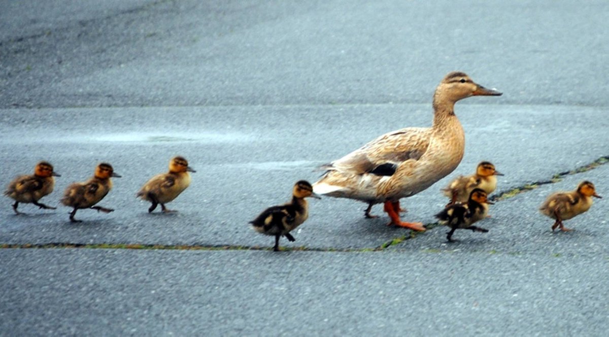 HanchytheBanchy's tweet photo. Spring Has Sprung #birdphotography #newengland #ducks #ducklings #HBanchey https://t.co/3C1Ti1WOlx