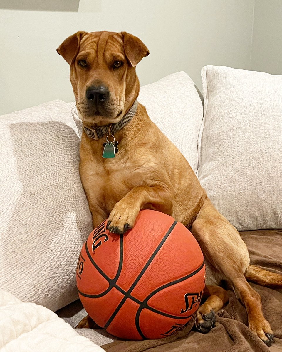 amber_lange's tweet photo. What a baller🏀😂 #sharpei #sharpeimix #sharpeagles #dogs #basketball https://t.co/LU3To9nHW8