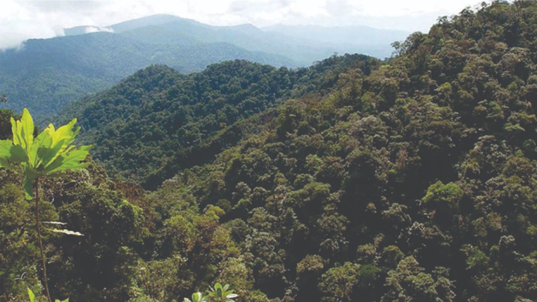 El Centro de Investigación en Silvicultura y Mejoramiento Forestal de la @UNALaMolina y el <a href="/INIAPeru/">INIA Perú</a> buscan obtener información sobre la calidad de madera de 8 especies de plantaciones forestales nativas y exóticas de la Amazonia
redidi.org.pe/la-unalm-busca…
