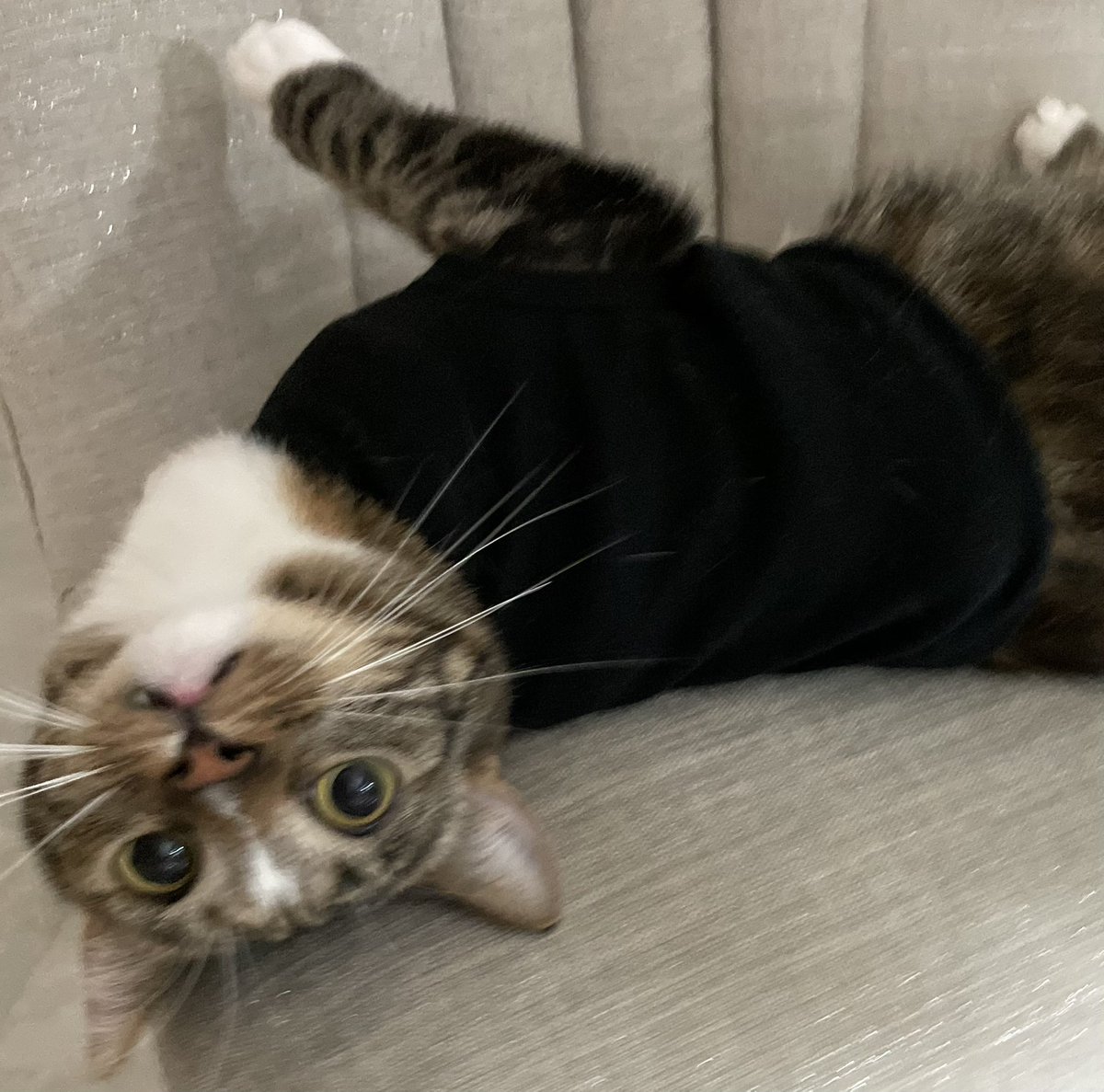 patchesfanart's tweet image. patches is the only cat ever