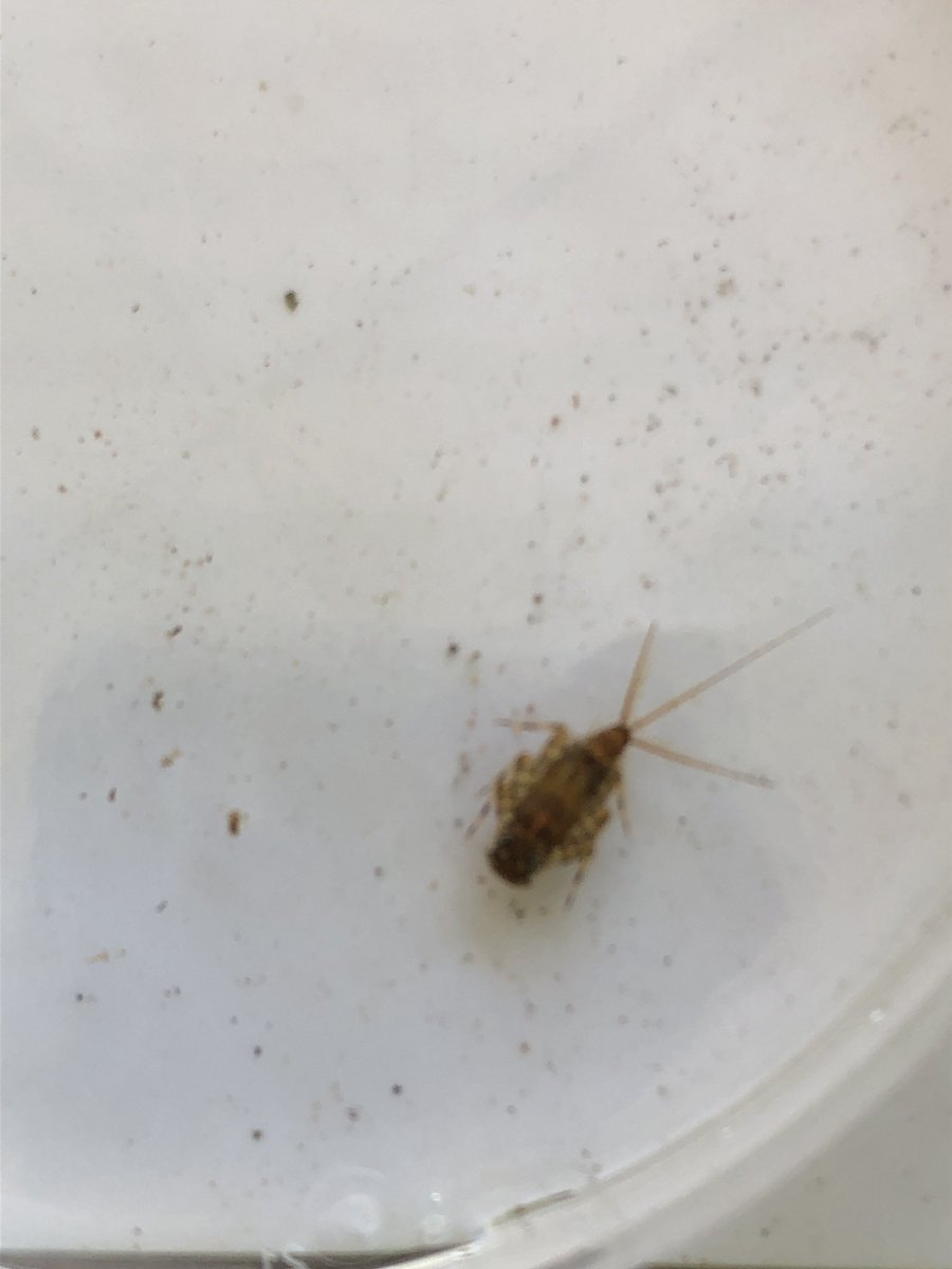 DavidOstheimer's tweet photo. Searching for Benthic Freshwater Macro-invertebrates with @ParrettJoe @DTITeach #ACEER @ColonialSDstrct #wilburinspired https://t.co/oClVkYFBcu