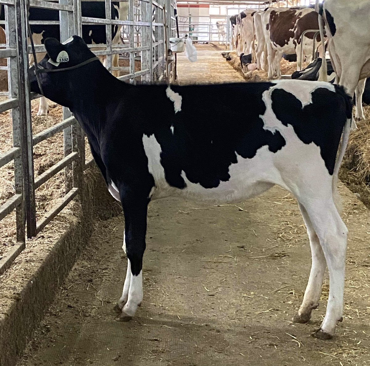 Kingswaycows's tweet photo. 💥Jasmine EX-96 daughter sells in the Monumental Success sale at Juniper, July 2nd❗️♦️Lot 7, Kingsway Avalanche Joyride is a no holes stylish Jr calf for this year. ♦️Her full sister, Kingsway Avalanche Jenna was 2nd Int Calf Fall Invitational ‘20 for Velthuis. https://t.co/hDsBi4HSwt