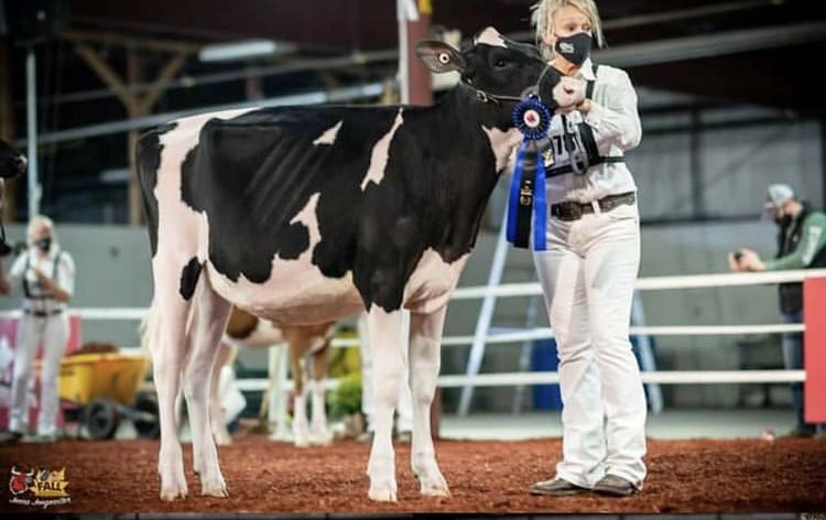 💥Jasmine EX-96 daughter sells in the Monumental Success sale at Juniper, July 2nd❗️♦️Lot 7, Kingsway Avalanche Joyride is a no holes stylish Jr calf for this year. ♦️Her full sister, Kingsway Avalanche Jenna was 2nd Int Calf Fall Invitational ‘20 for Velthuis.