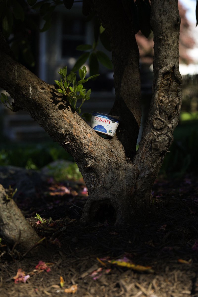 Enjoying a Maia yogurt during #TheBachelorette #bachelorette  shop maiayogurt.store