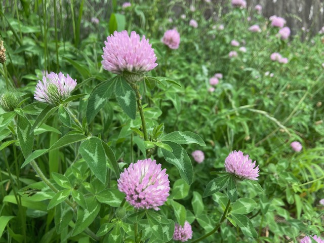 ニッセンカスタマーサポート ムラサキツメクサがピンク色の可愛い花を咲かせていました 草原や川の土手などでよく見かける ムラサキツメクサは 明治時代頃に牧草として輸入された植物で 名前はシロツメクサに似ていることから名付けられたそう 花言葉は