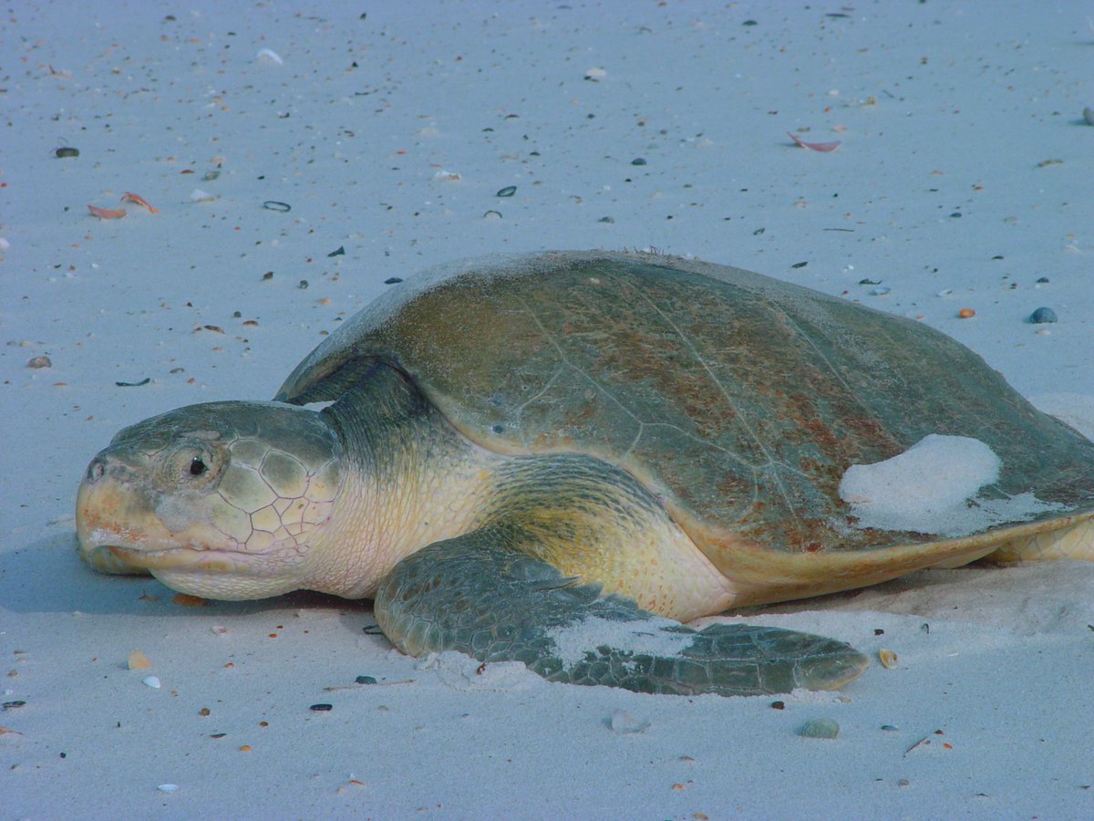 #DYK we manage 5 marine national monuments & @USFWSRefuges protect 760 million acres of submerged lands & waters? Take a deep dive into America’s oceanic habitats: ow.ly/IvsM50EVREC

📷: Kemp's ridley sea turtle by Jereme Phillips/USFWS

#OceanMonth #TeamPublicLands