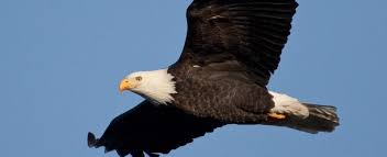 YoungsMarket's tweet photo. On this day in 2007 the bald eagle was removed from the U.S. list of endangered and threatened species. https://t.co/6xaSayFzov https://t.co/jypTJgVLD9