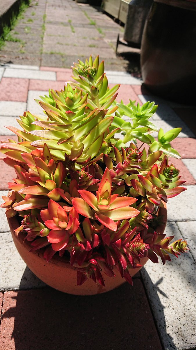 Toma Toma おはようございます٩ ۶ 今日の多肉植物 祭り系の多肉さん達 𓂃 𓈒𓏸 数年前にフォロワーさんから 頂いた子達をカットしては増やしてるんだけど ほんとに可愛く育ってくれてます 3枚目 火祭り りんご祭り 紅葉祭り 多肉植物専用