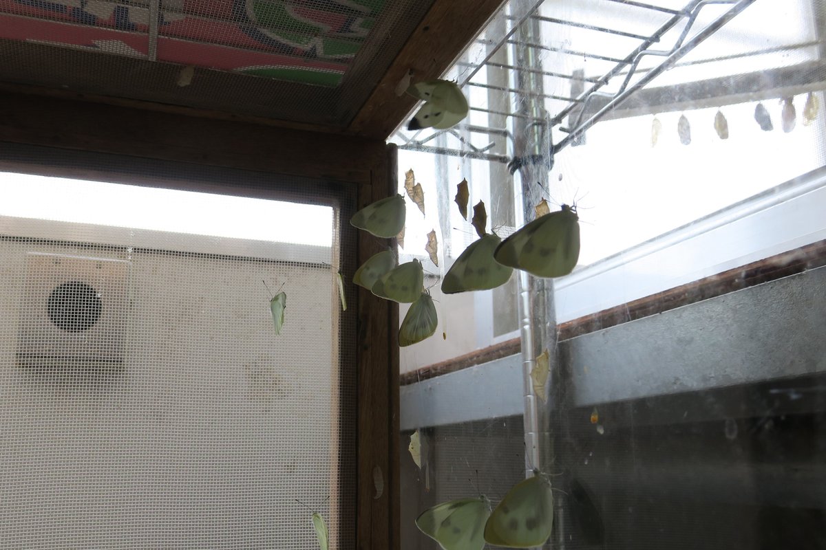 この前蛹になったモンシロチョウ達が一斉に羽化しました 羽化したらケース内で飛びまわって翅が痛む前にパピヨンドームに放ちます 21 06 29 東区の動植物園 水族館 広島市森林公園こんちゅう館 まいにちを豊かに りっち