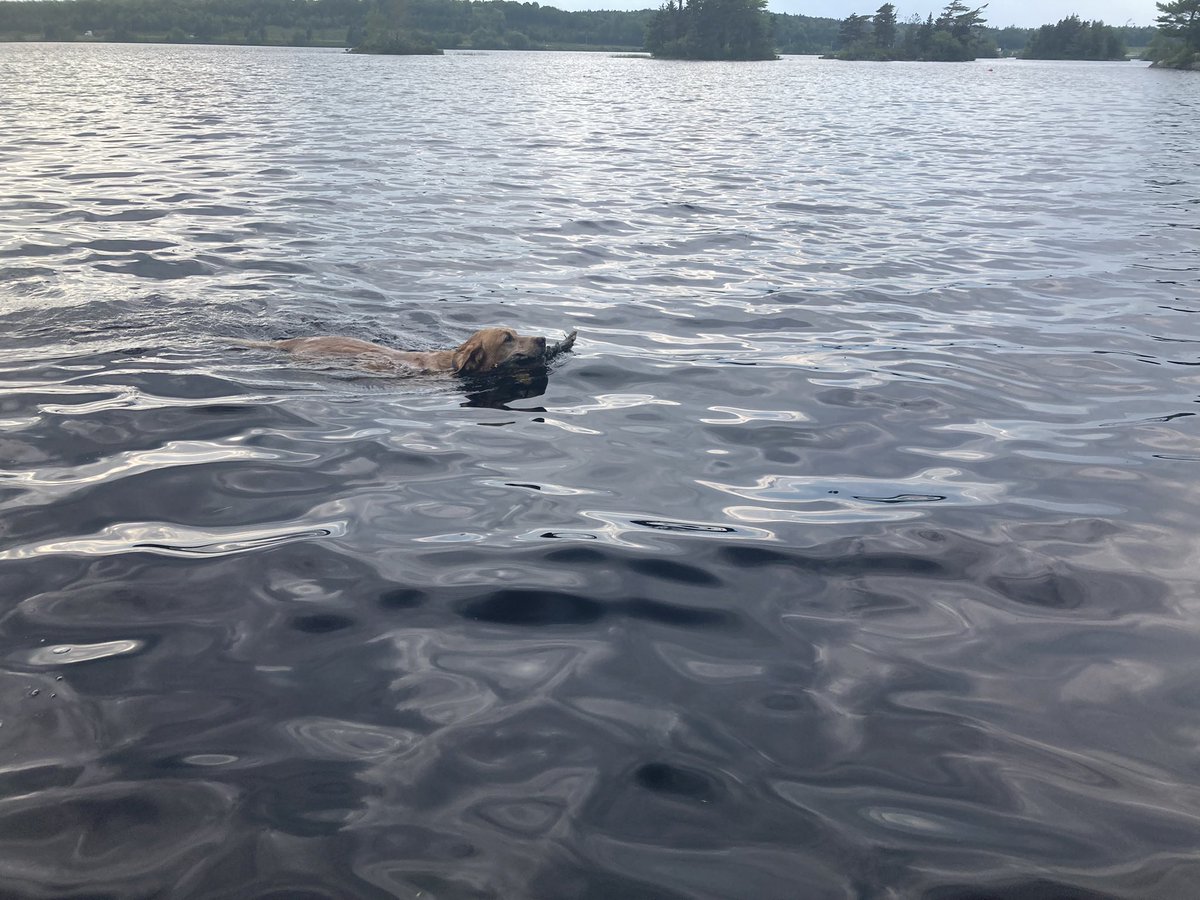Busy, busy day. First up: day 3 of self-isolation Covid test (Dartmouth drive-thru for the win!), then first day at new job, suffered through brutal heat in 3rd floor home office, then an evening cool down swim with my girl. Not bad at all.