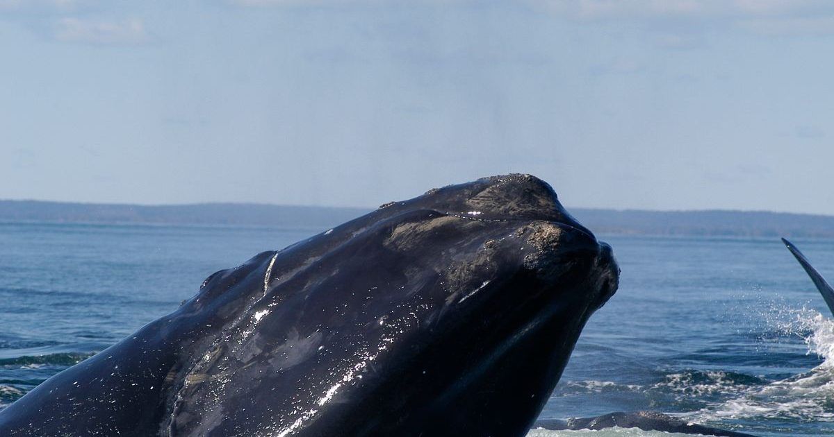 Seasteading's tweet photo. "A framework... that calls for reducing risks to the endangered North Atlantic right whale in federal fisheries has been criticized both by conservationists and lobstermen, though for different reasons. "
https://t.co/FsewStlUQK https://t.co/VGXiaQ3HIY