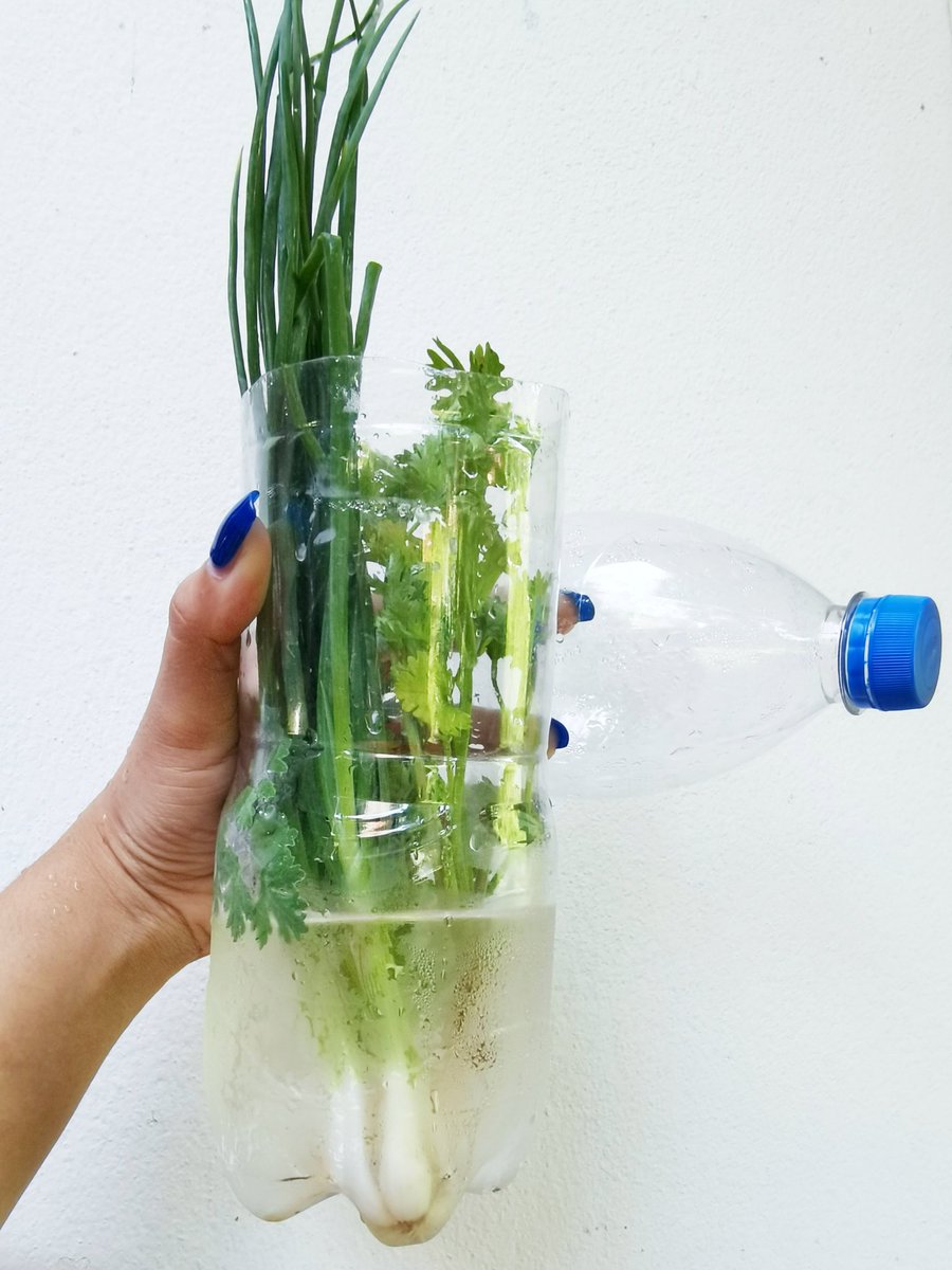 ช่วงนี้ทำอาหารกินเอง​ ไปเจอวิธีเก็บรักษาต้นหอม,ผักชี​ นี้มาในพันทิป​คือได้ผลดีมาก​ ล้างรากให้สะอาด​ไม่ต้องตัด​ทิ้ง ใส่น้ำในขวดให้พ้นรากขึ้นมาหน่อยแล้วแช่ตู่เย็นไว้แบบนี้​อยู่ได้เป็น​อาทิตย์​ ไม่เน่า​ ไม่เหี่ยว