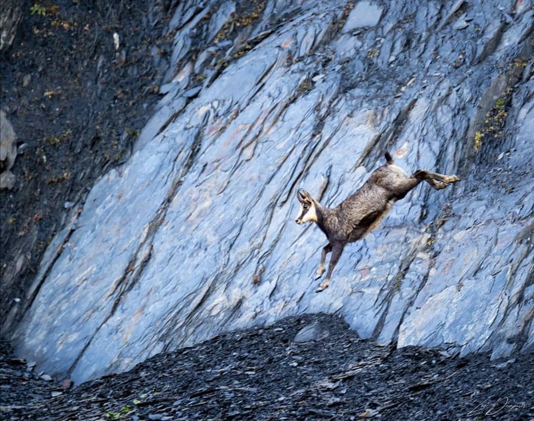 chaletnormalie tweet media