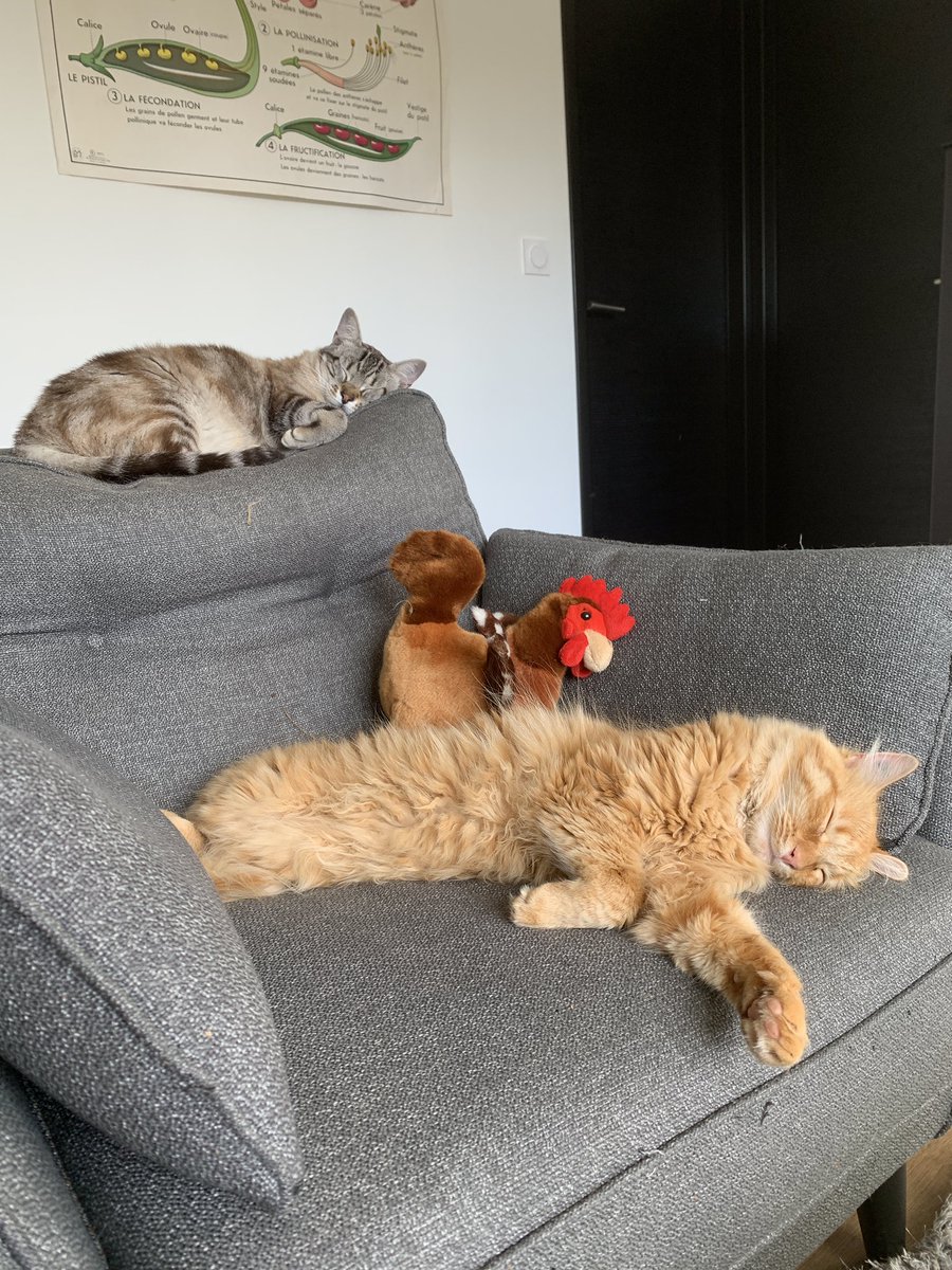ronlerouxchat's tweet photo. Esque c’est l’heure de la sieste ou c’est la sieste qu’elle est pas à l’heure https://t.co/HTfMA3hxNw