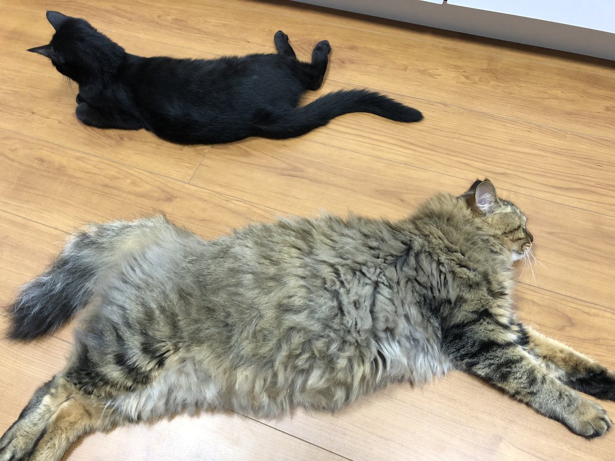 dandelion_fs's tweet photo. サマーカットしようと思う…
中毛ぐらいしかないから手入れが大変 https://t.co/3pcrbp30Ac