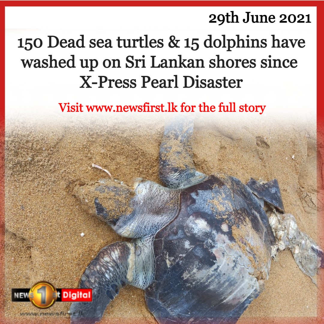 NewsfirstSL's tweet photo. Around 150 dead Sea Turtles washed ashore since the X-PRESS PEARL disaster

READ MORE: https://t.co/BcSFsH6TZP

#lka #SriLank #SLNews #XPressPearl #MarineLife #SaveSLTurtles #SeaTurtles #MarinePollution https://t.co/qYOo51vUiq