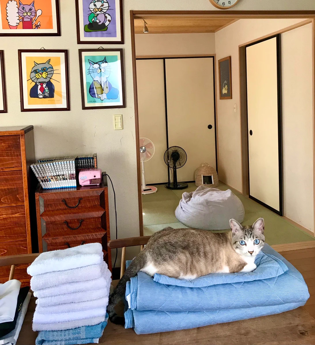 これは自分のものアピール！？外に干されていたNクールの帰りを待っていた猫たち！