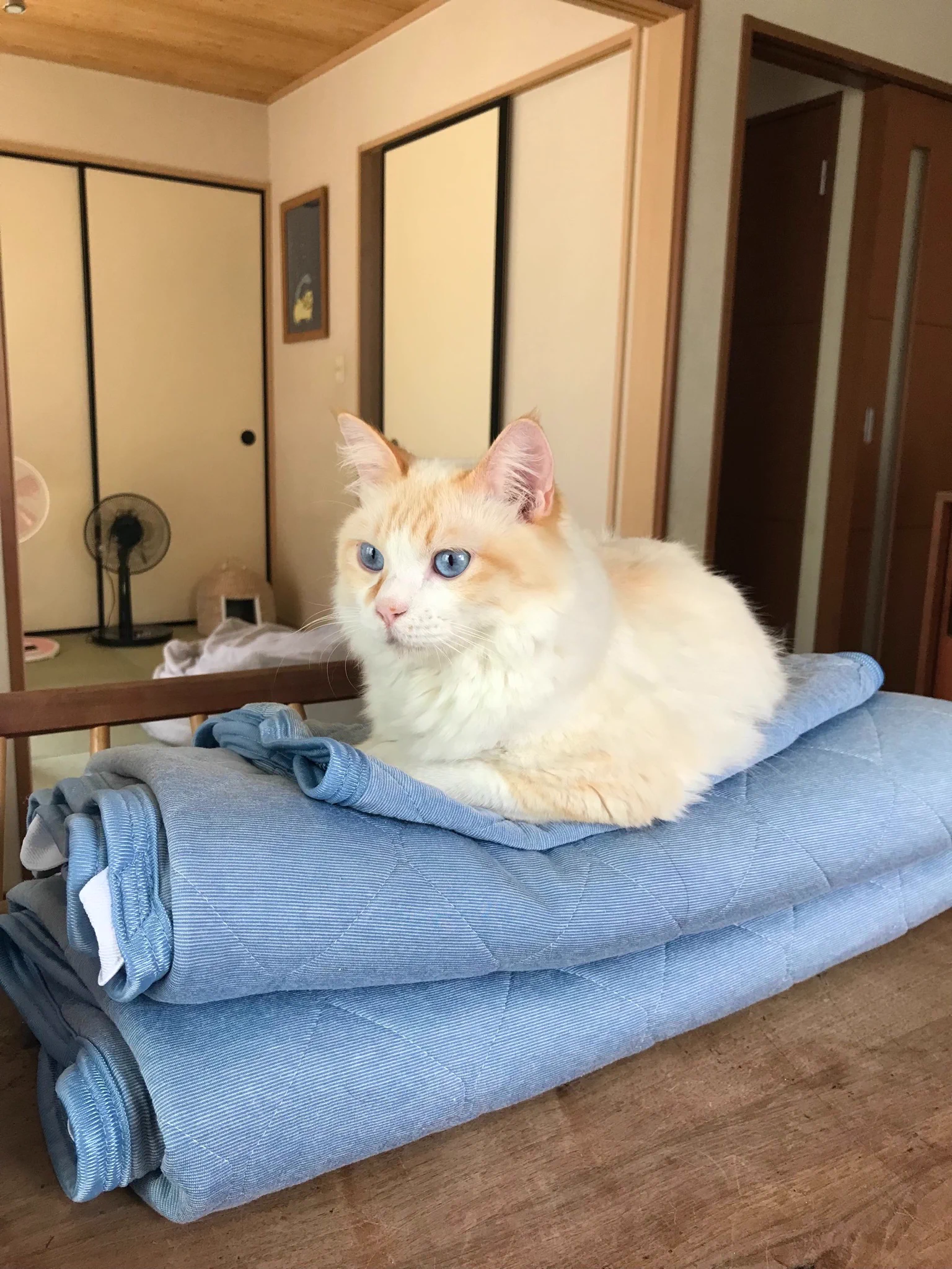 これは自分のものアピール！？外に干されていたNクールの帰りを待っていた猫たち！