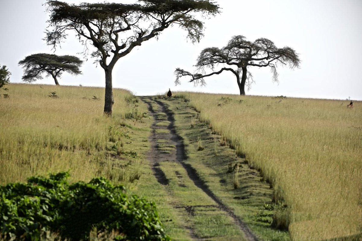 ETHolidays1's tweet photo. Senkelle National Park
The majestic landscape of Ethiopia is breathtaking. From the dramatic rift valley to the highlands this captivating country leaves each traveler with a new found appreciation for its incredible culture.
#LandOfOrigins #Senkelle
π· Aziz Ahmed https://t.co/C1qLSV0HtQ