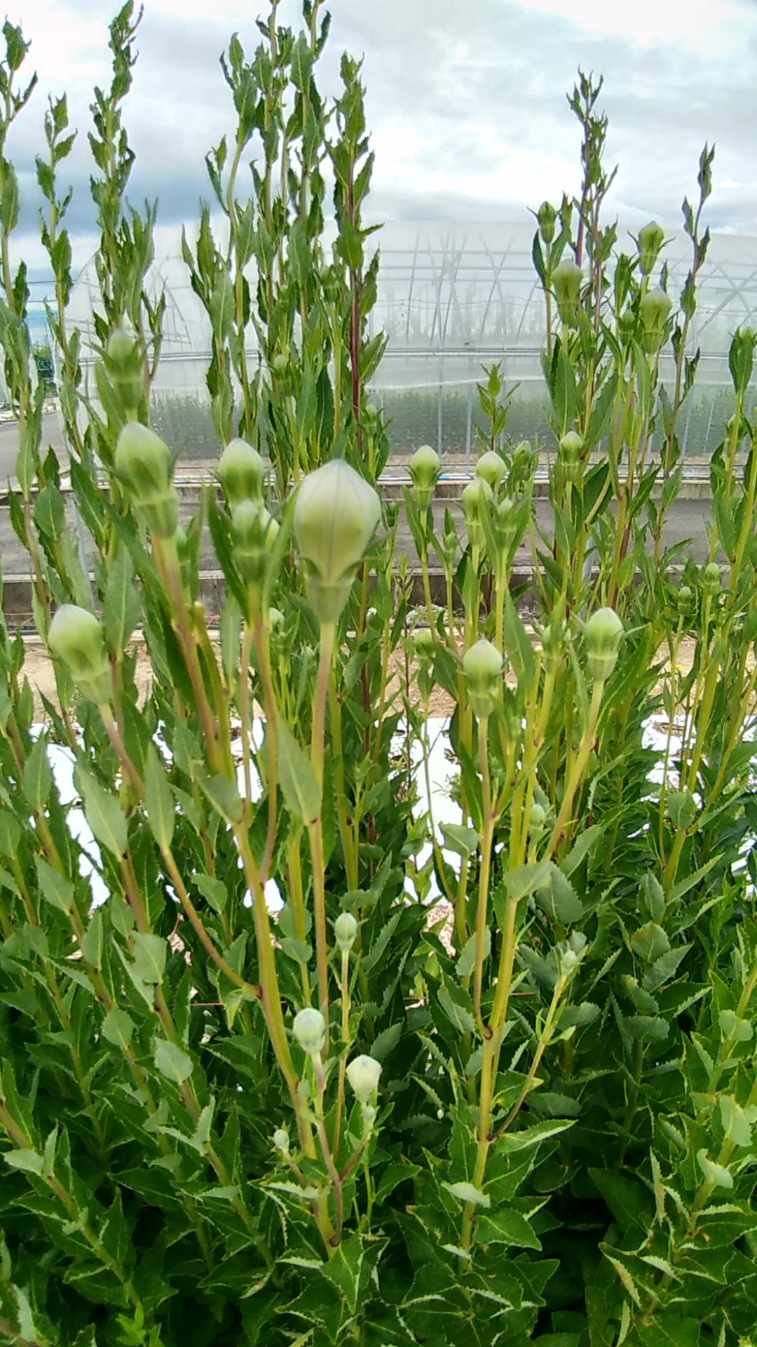 新潟市農業活性化研究センター 生薬栽培用のキキョウです 根の部分が 喉の薬として使われています ゴホンといえば の生薬の主成分が キキョウの根です 桔梗 キキョウ 生薬 喉の薬 薬草栽培 T Co cobvclgr Twitter