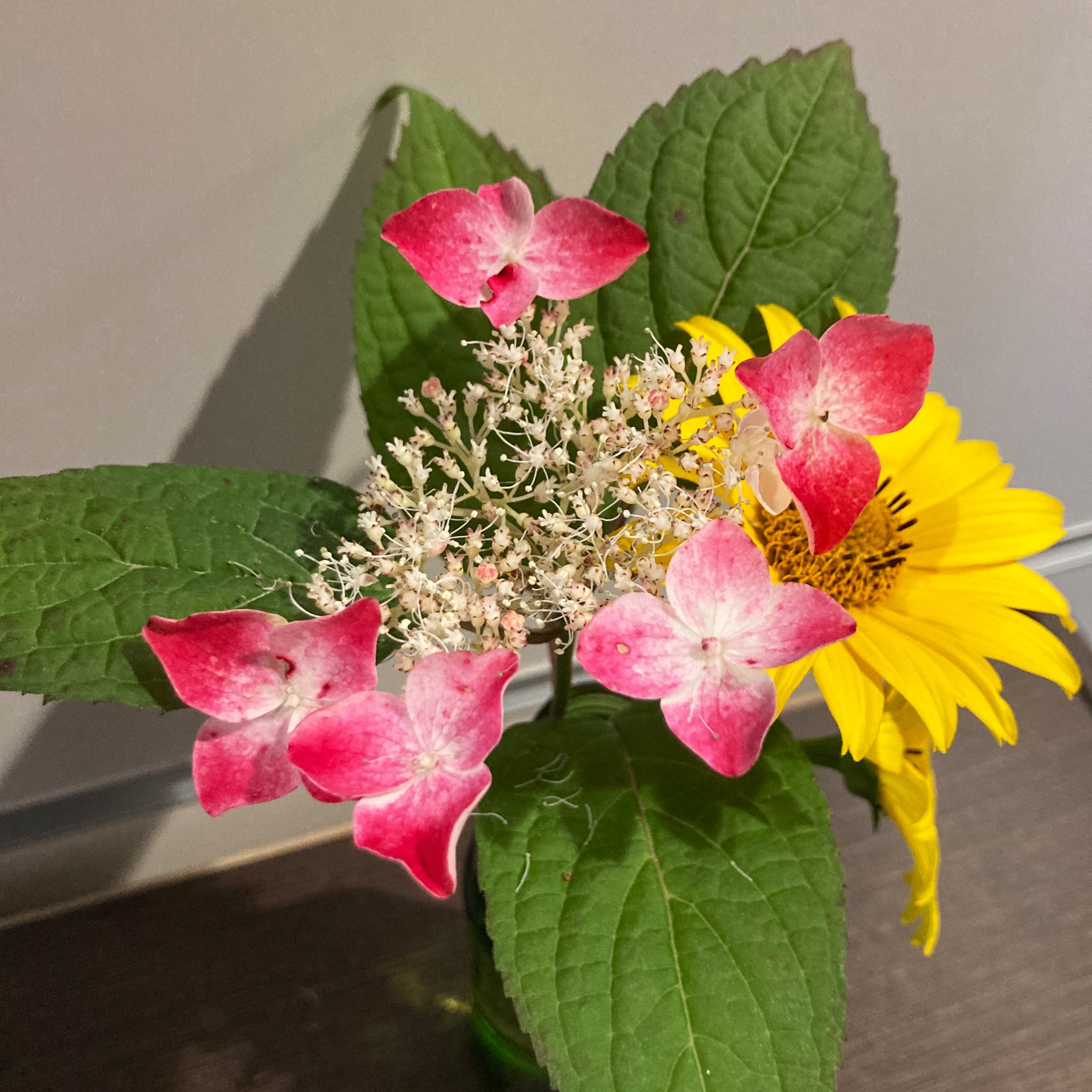 ヒオキ楽器ユニスタイル上田 今週は山紫陽花 ヤマアジサイ を飾りました 花言葉は 乙女の愛 めずらしい色合いでとっても可愛いです 花言葉 花好きな人と繋がりたい T Co Gmh6mz1lgv Twitter