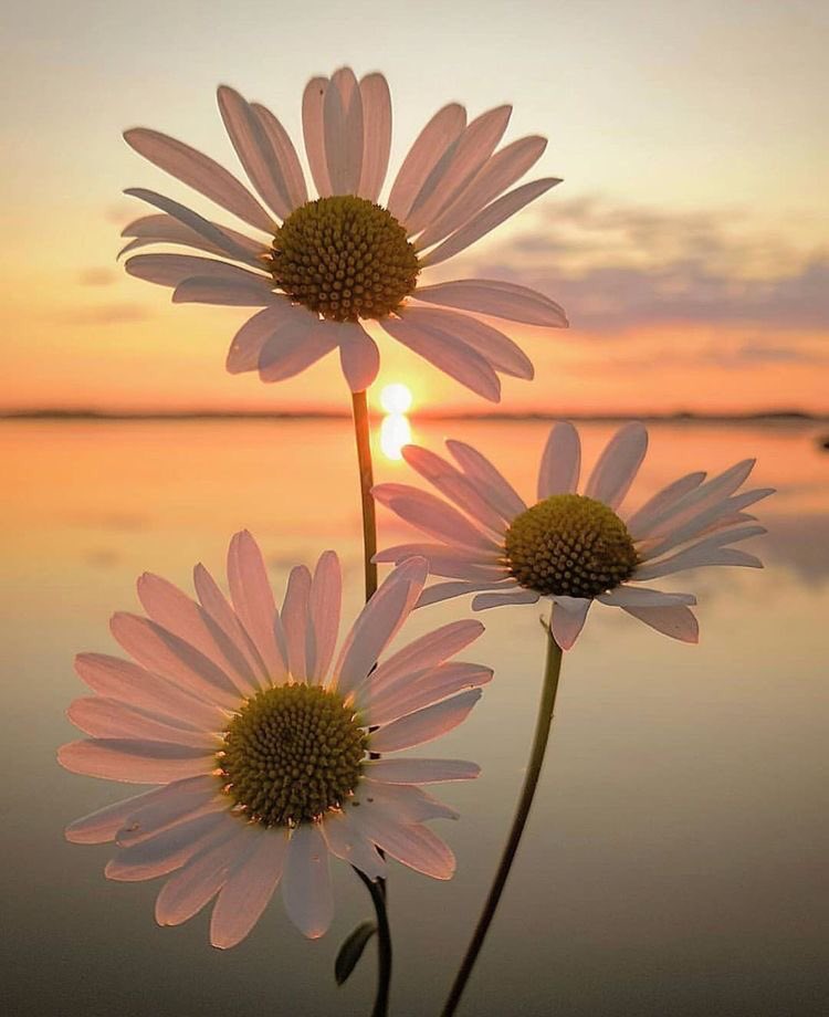 aestheticspost_'s tweet photo. https://t.co/TCeIujgNvS