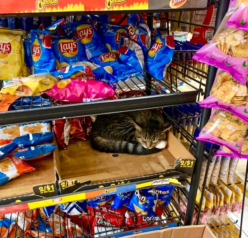 Bodegacats_'s tweet image. 