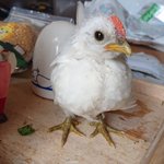 ヒヨコが成長しニワトリっぽくなっても、鳴き声はまだピヨピヨw