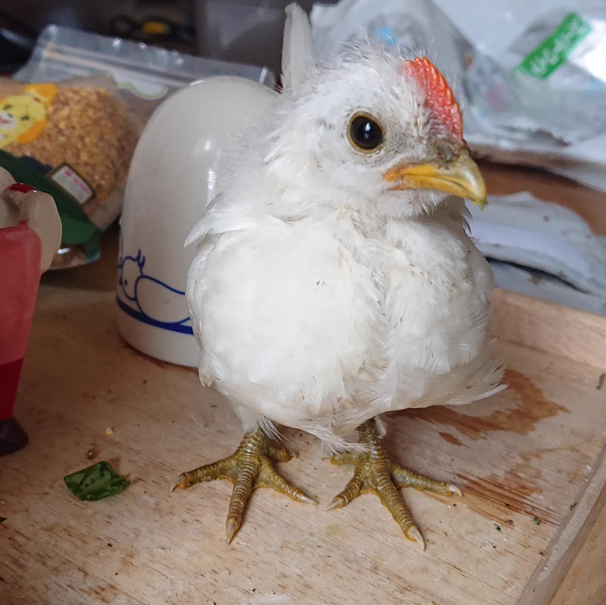 ヒヨコが成長しニワトリっぽくなっても、鳴き声はまだピヨピヨｗｗ