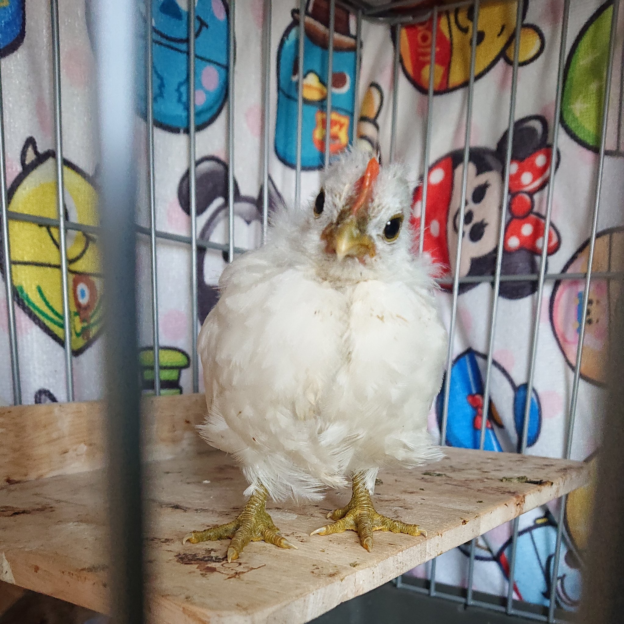 ヒヨコが成長しニワトリっぽくなっても 鳴き声はまだピヨピヨw 話題の画像プラス ヒヨコが成長しニワトリっぽくなっても 鳴き声はまだピヨピヨw 話題の画像プラス