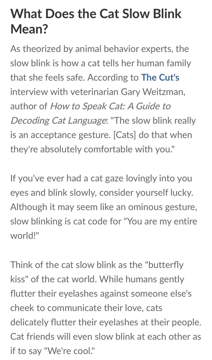 molls_2thewall's tweet photo. In case none of you know the true value of your cat slow blinking at you 🥺 https://t.co/3LyNFfVbUV