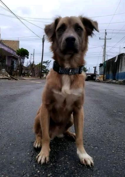 RoblesPsic's tweet photo. #ServicioSocial #Cancún

Se solicita ayuda para localizar a Balto. Tiene collar de metal y no es agresivo. 

Se perdió esta tarde de #Lunes, en la Región 232, Av. Rancho Viejo.

Cualquier información sobre su paradero, al teléfono 9983094544, por favor https://t.co/WvhX5DrUJm