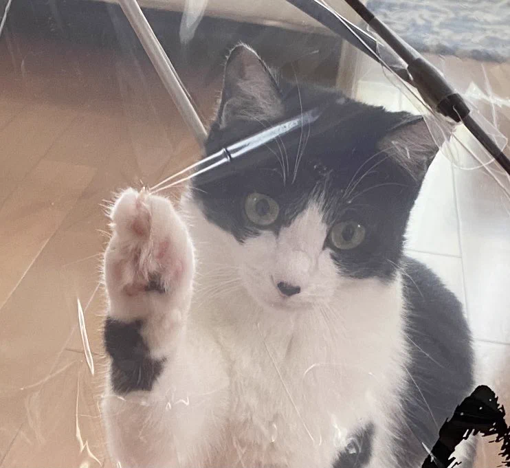 家の中で新しい傘を広げてはいけない！？猫にやられてしまうかも！
