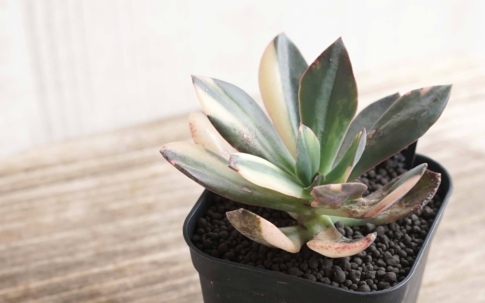 Pukubook A Tuwita 招福錦 花筏錦 紅葉すると赤と白のコントラストがむちゃくちゃキレイなので 冬まで頑張ってほしい T Co Nhgenfregj エケベリア 花筏錦 エケベリア花筏錦 Echeveria Echeveriahanaikadavvariegata 多肉 多肉植物 多肉図鑑