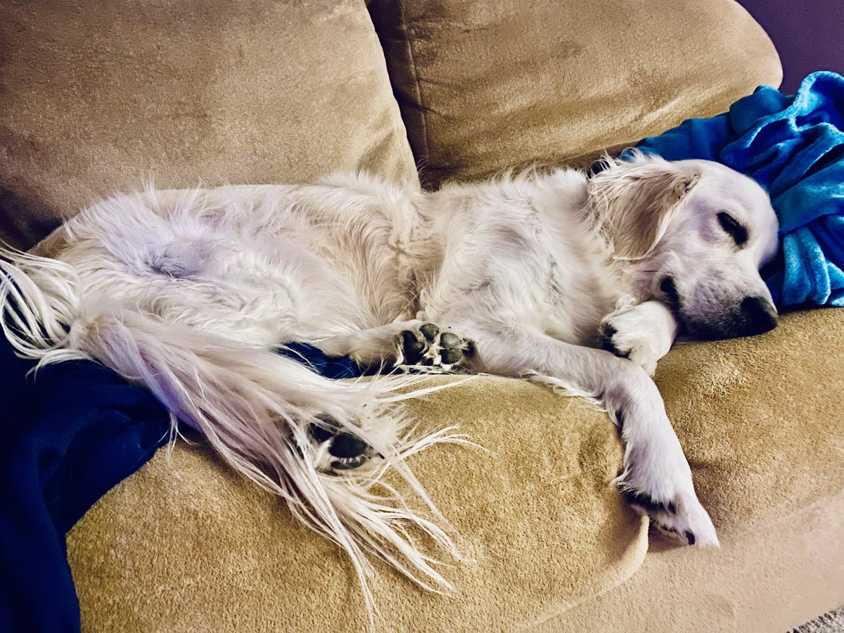 IAmQuinnNoel's tweet photo. My mom kissed me goodnight and I growled at her. No regrets. #girlboss
#goldenretriever #imcomfy #dogsarelove #dogsarefamily https://t.co/twsCSaBidQ