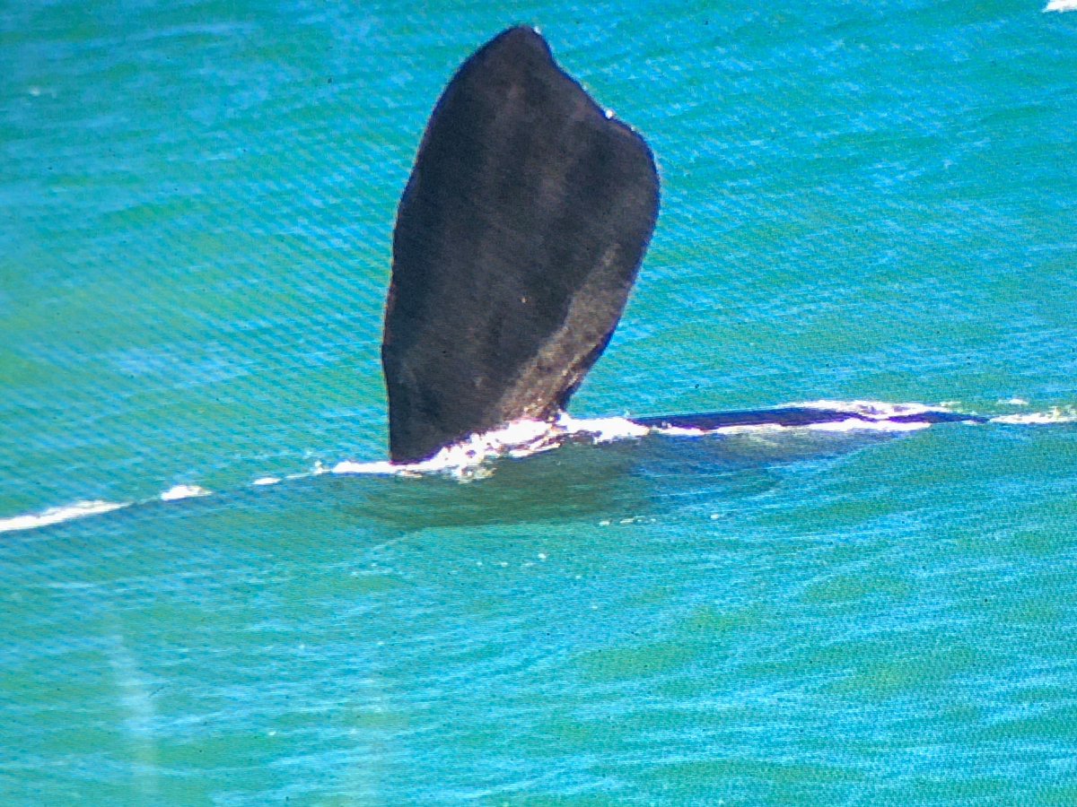 Mother and calf whale spotted only 100m offshore at Christies Beach, plenty of people watching on @10NewsFirstAdl