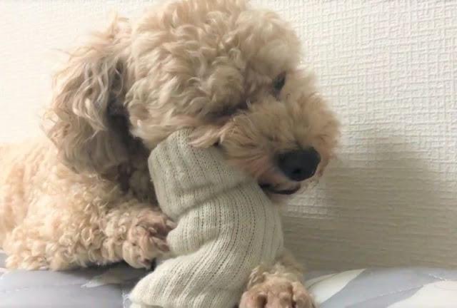 Mofmo編集部 靴下好き のトイプーくんに靴下をあげたら 楽しそうにかぶりつく姿が可愛い チャチャ丸 かわいい 犬 犬のいる暮らし 犬好きさんと繋がりたい 犬好き T Co 5leonoynk3