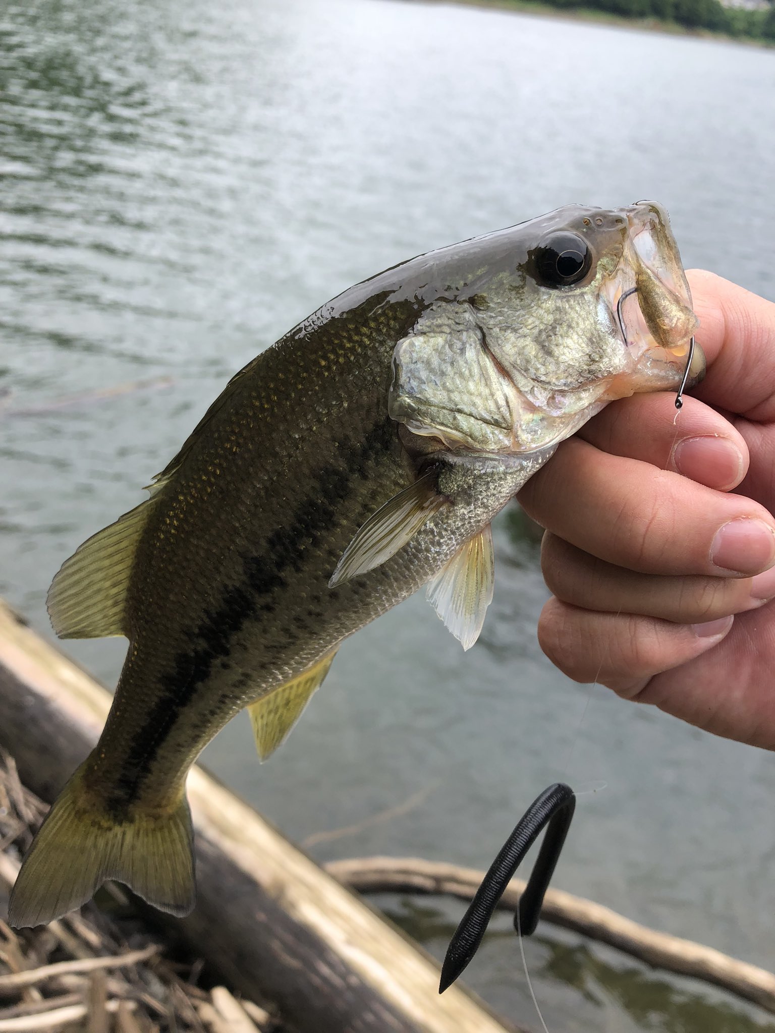 ぺんぎん バス釣り専用垢 على تويتر 久々の津久井湖オカッパリ ストラクチャーを丁寧にネコリグでシェイクしてたら かわいいのが3匹 バス釣り 津久井湖 Dstyle ぺんぎん バス釣り専用垢 على تويتر 久々の津久井湖オカッパリ ストラクチャーを丁寧にネコリグでシェイクしてたら かわいいのが3匹 バス釣り 津久井湖 Dstyle
