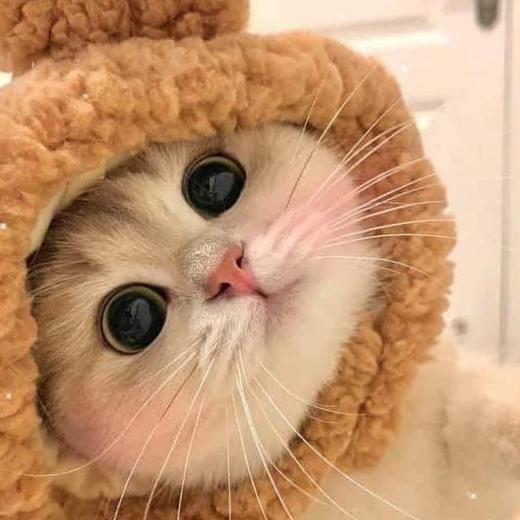 Cuteness is my weapon 🐈 💕 👇
.
.
.
#cutecatvideos
#babycat😻
#catsofthedays
#catlovers😻
#catfam
#catfamous
#catfamily🐾
#hilariouscats
#smilecat
#smilingcat
#mycatiscute
#mycatiscuterthanyours
#mycatiscutest
#cutecat
#cutestcats
#meowcats
#ilovecatssomuch
#catgang
#catcuteness